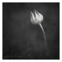 Beth Baker