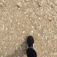 郑冯参