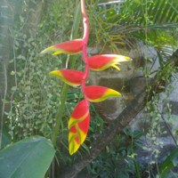 Gertrudes Libang