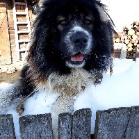 Kis Brigitta