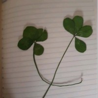 Alessandra Auli Casucci