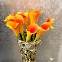 杨曼曼