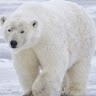 Ice Bear