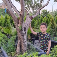 Dana Ahmad