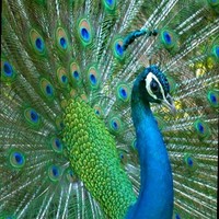Reddy Srinivas