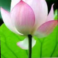 陈传林