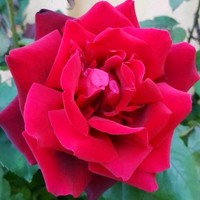 Mireya Durán Alvarado