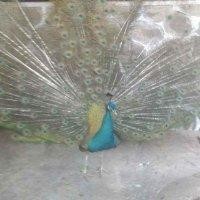 吴才祥