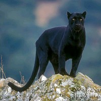 Shadow Leopard Magick and more
