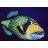 trigger fish