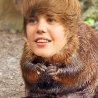 Justin Beaver