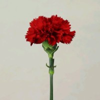 Samah Alshiyab