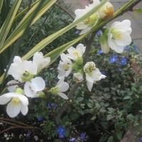 Anne Brett