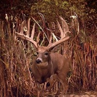 Whitehouse Whitetails