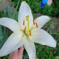 Kimberly Erb