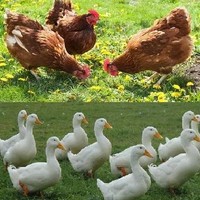 Köytav Ünlü