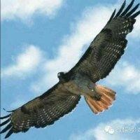 郭华阳