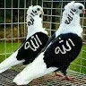 Mofidul alam