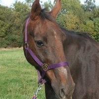 Charlie Horse