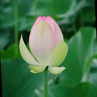 Phuc Dao Quang