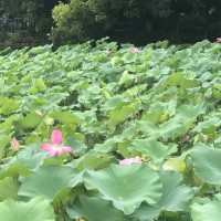 裴登峰
