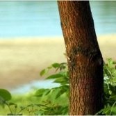 Alison Donnelly-Shorrock