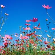 Tamal Ghosh