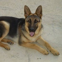 Andres Ogando