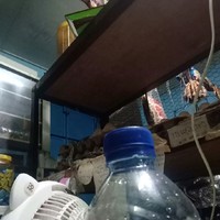 Jenggot Gotta