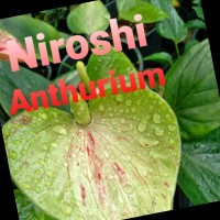 Niroshi Fernando