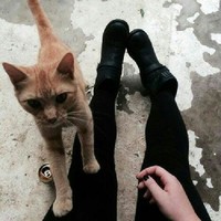 katze knx