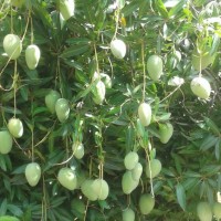 Madeena Exports