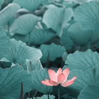 David Zhao