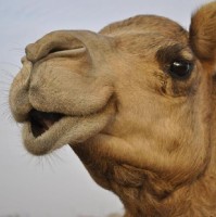 The Camel