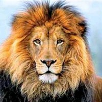 Whatsapp Leo