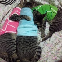 Tippawan Boonlee
