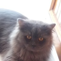 Demet Çetin