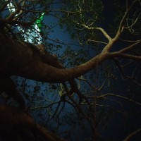 Devadutta Parashar
