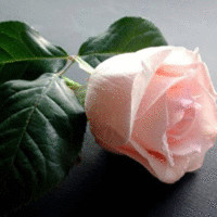 Alaa Ali
