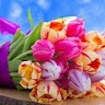 Ankitha Pramod