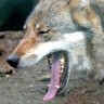 Gerd Wolfgarten