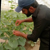 Riaz M