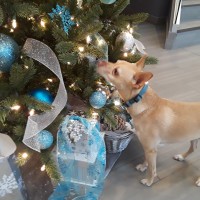 Robyn Carson, SPHR, SHRM-SCP