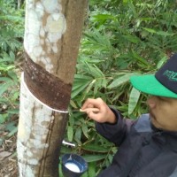 Frengki Hariansyah