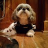 Daniel Panda