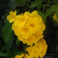 Tran Thi Xuân Đào Xuân Đào