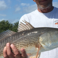 Terry Robinson