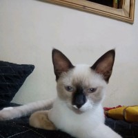 Moha Moha