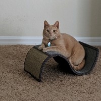 Cody Oszust