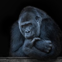 Gorilla Marketing